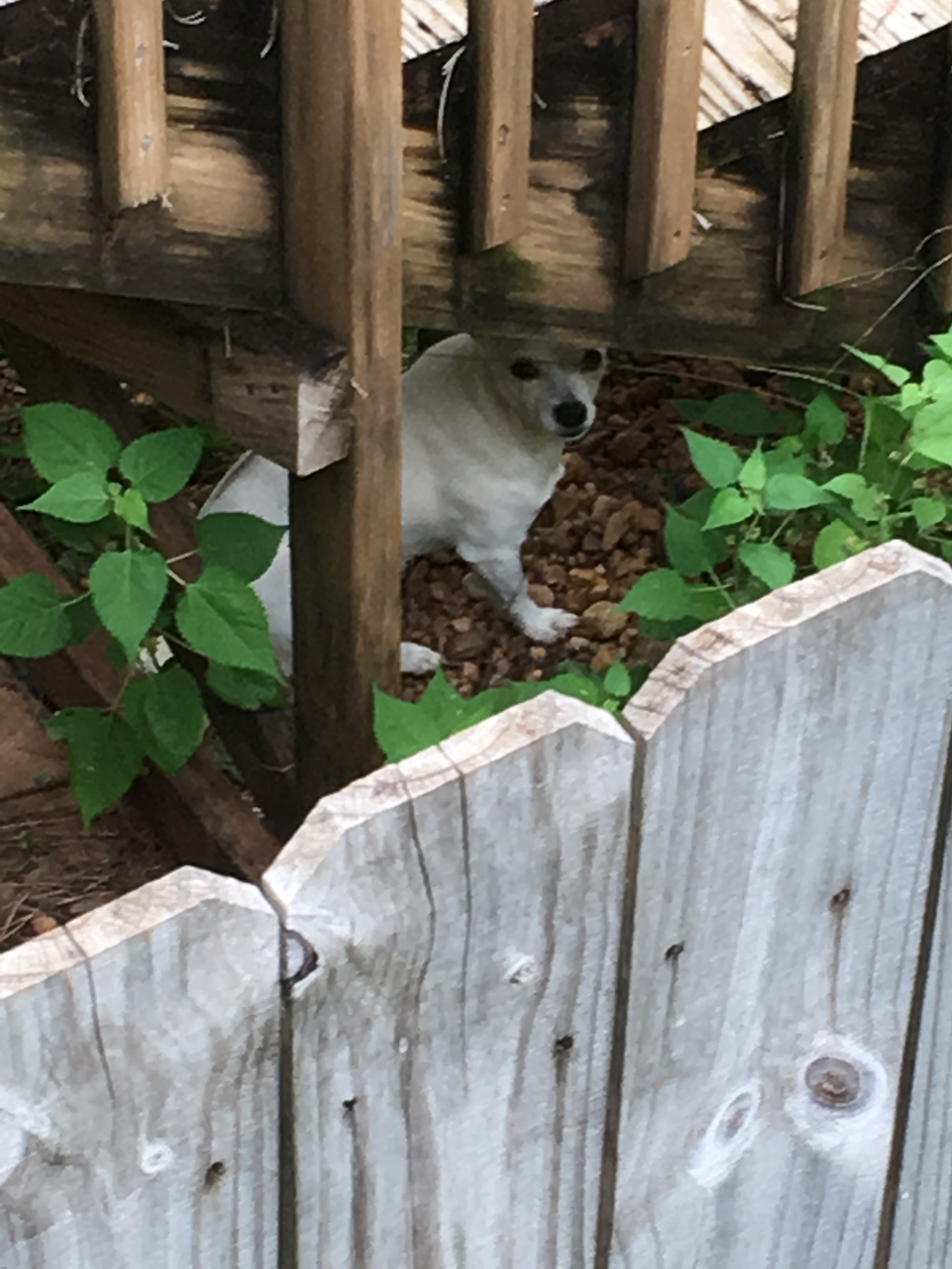 Lesson 028 ~A Dog Day Afternoon~
