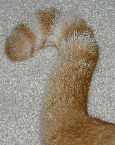 Tail, Tale, Tell