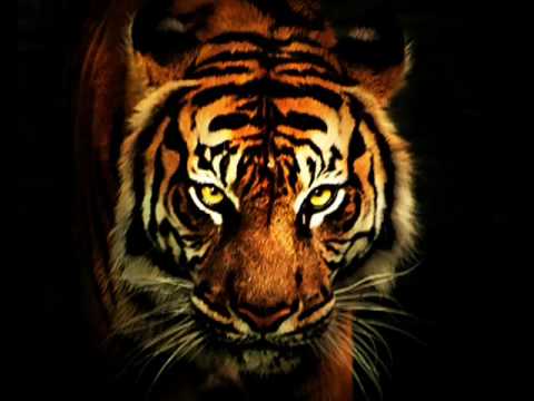 Lesson 156 ~Satisfaction, The Death Of Desire~