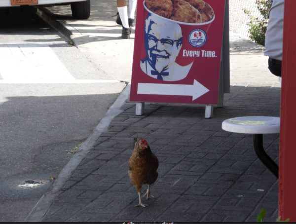 Lesson 305 ~Chicken Crossed The Road~