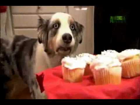 Episode 164 ~The Dogs Of Will~