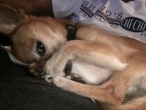 Gospel 336 ~How Many Barks Braxton~