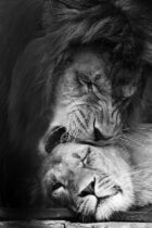 Chronicle 109 ~Beasts Don’t Kill For Sport~